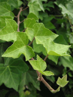 klein-bladige-klimop-hedera-helix-bestellen-bezorgen