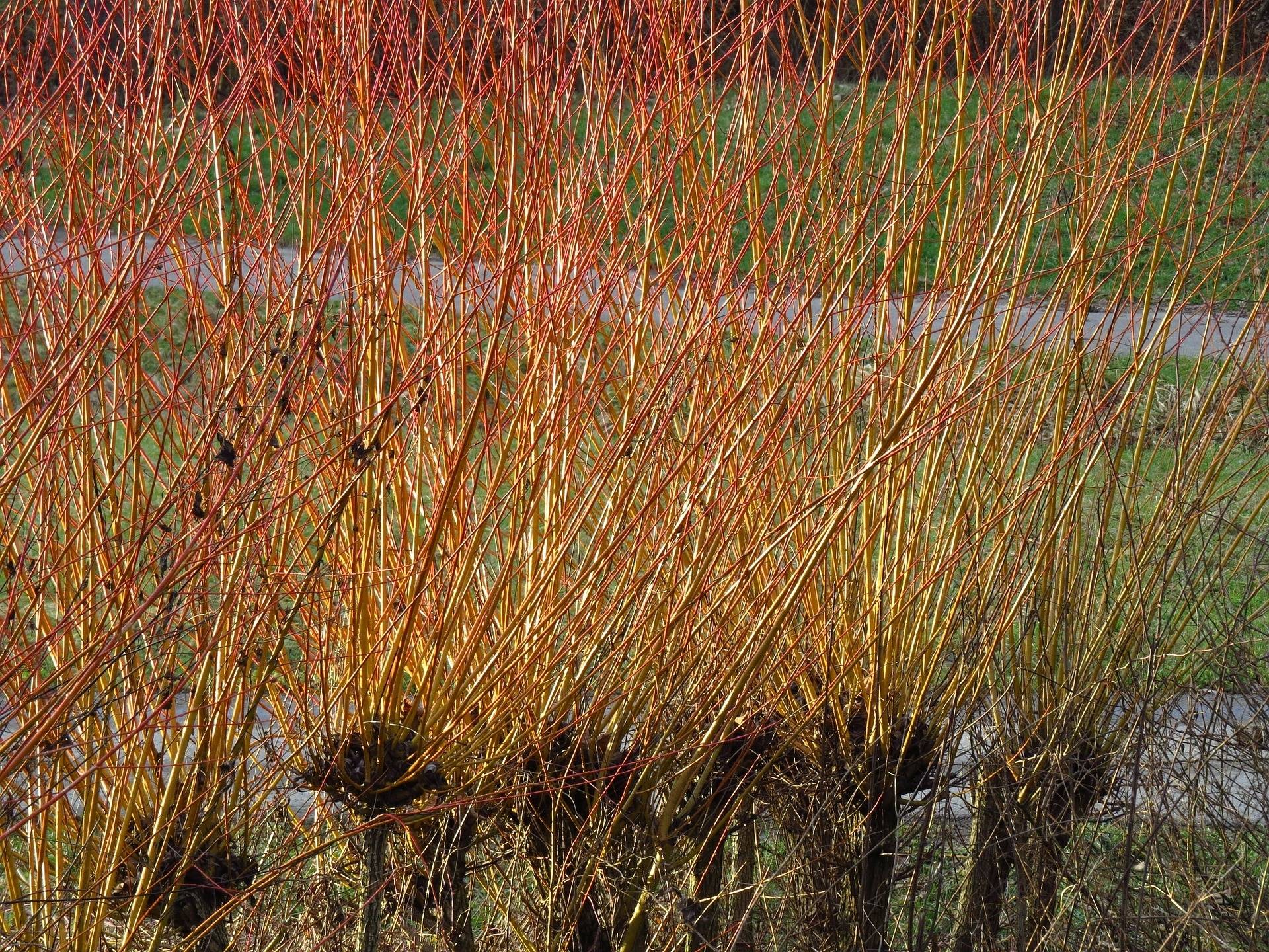 knotwilg-salix-alba-chermesina-bestellen-bezorgen