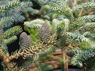 koreaanse-zilverspar-abies-koreana-silver-show-bestellen-bezorgen