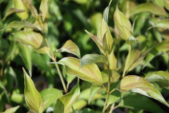 kornoelje-boom-cornus-amomum-bestellen-bezorgen