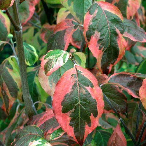 kornoelje-boom-cornus-florida-cherokee-daybreak-bestellen-bezorgen