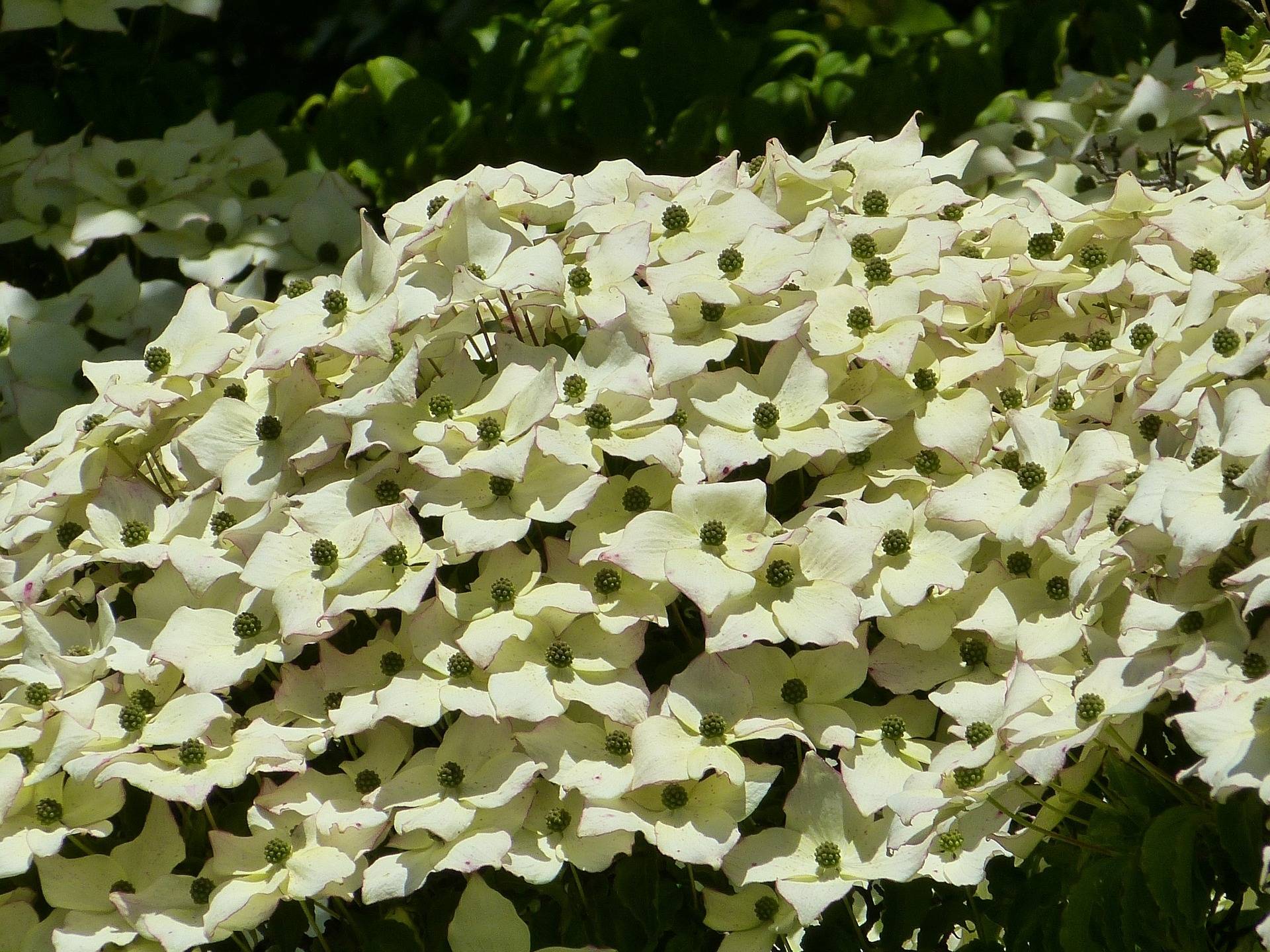 kornoelje-boom-cornus-florida-cloud-nine-bestellen-bezorgen