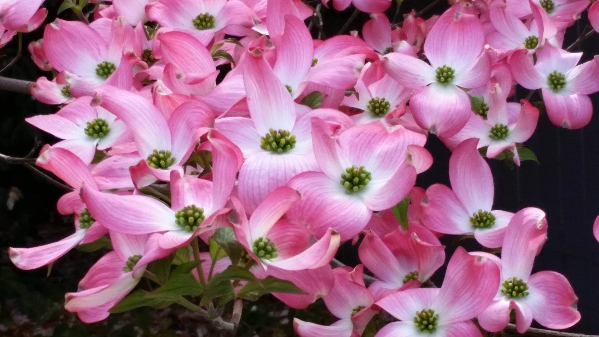 kornoelje-boom-cornus-florida-rubra-bestellen-bezorgen