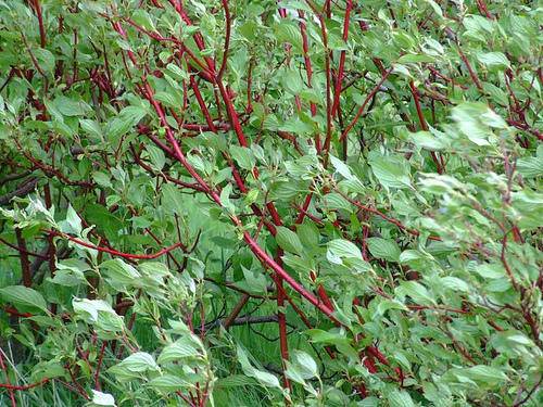 kornoelje-boom-cornus-sanguinea-bestellen-bezorgen