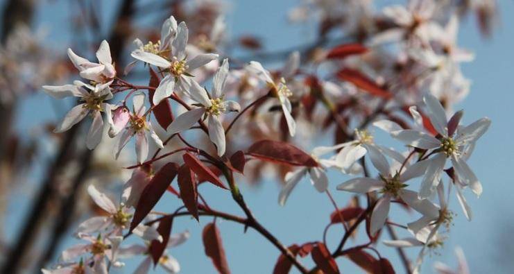 krentenboom-amelanchier-arborea-robin-hill-bestellen-bezorgen