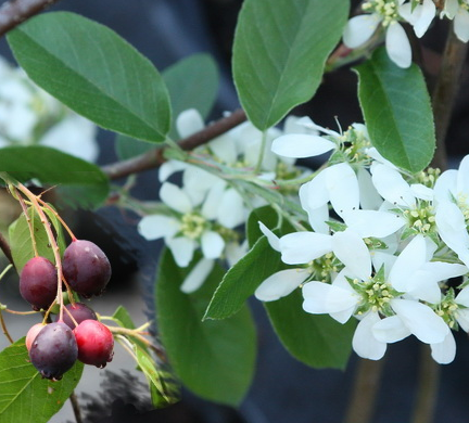 krentenboom-amelanchier-canadensis-bestellen-bezorgen