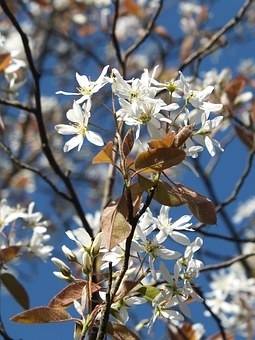 krentenboom-amelanchier-laevis-ballerina-bestellen-bezorgen