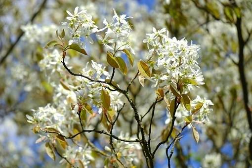 krentenboom-amelanchier-lamarckii-bestellen-bezorgen