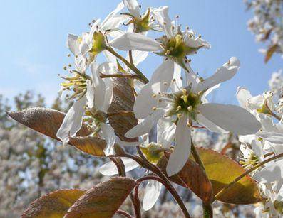 krentenboom-op-stam-amelanchier-lamarckii-bestellen-bezorgen