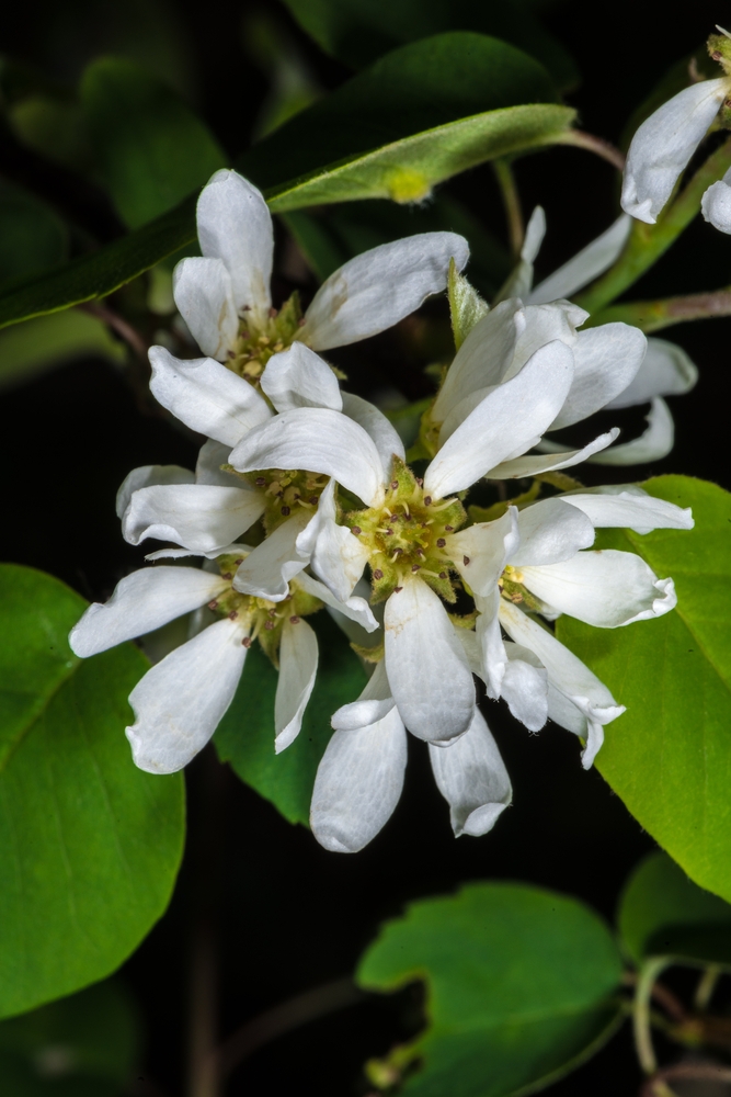 krentenboom-struikvorm-amelanchier-alnifolia-obelisk-bestellen-bezorgen