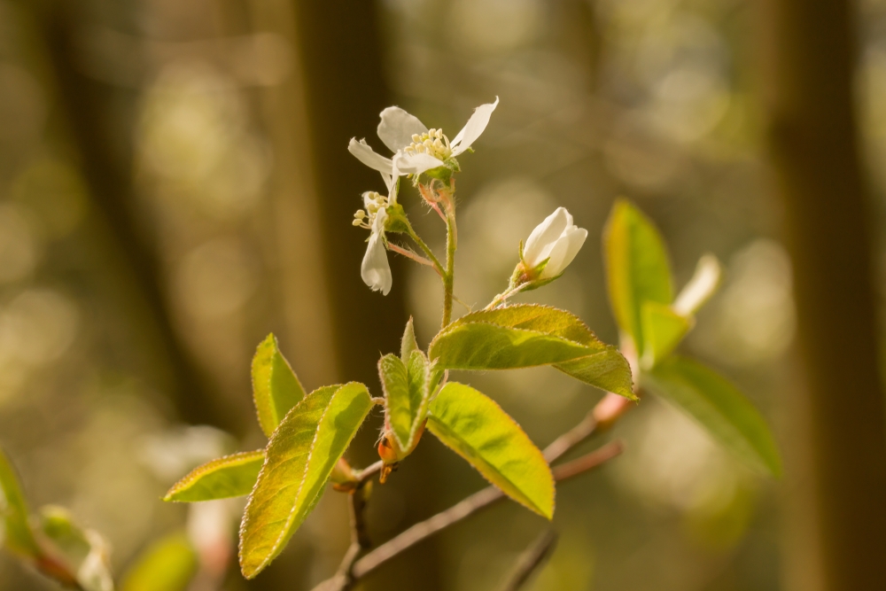 krentenboom-struikvorm-amelanchier-laevis-ballerina-bestellen-bezorgen