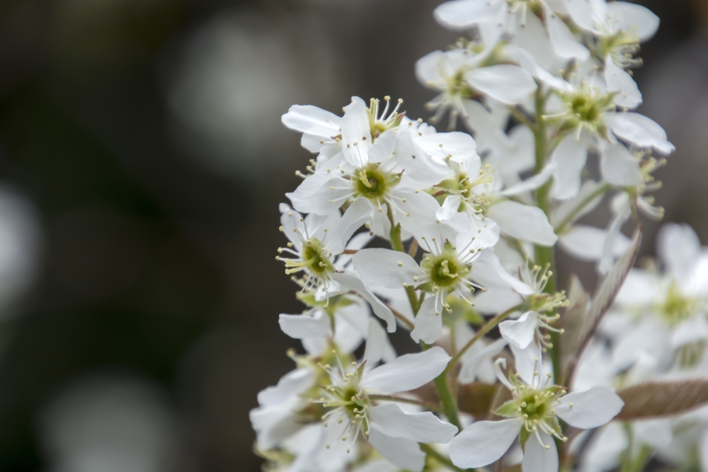 krentenboompje-struikvorm-amelanchier-canadensis-bestellen-bezorgen