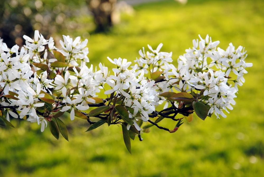 krentenboompje-struikvorm-amelanchier-lamarckii-bestellen-bezorgen