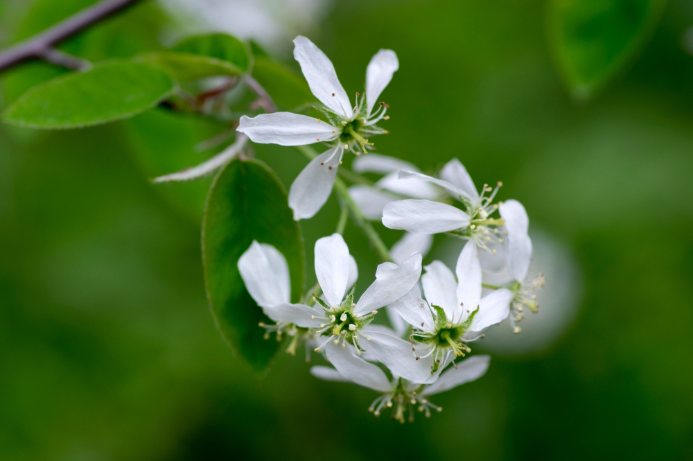 krentenboompje-struikvorm-amelanchier-spicata-bestellen-bezorgen