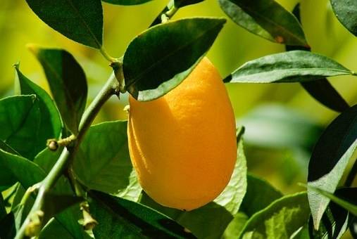 kumquat-citrus-kumquat-bestellen-bezorgen