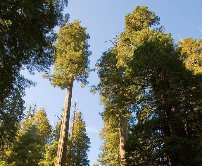 kust-mammoetboom-sequoia-sempervirens-bestellen-bezorgen