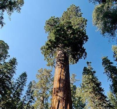 kust-mammoetboom-sequoiadendron-giganteum-bestellen-bezorgen