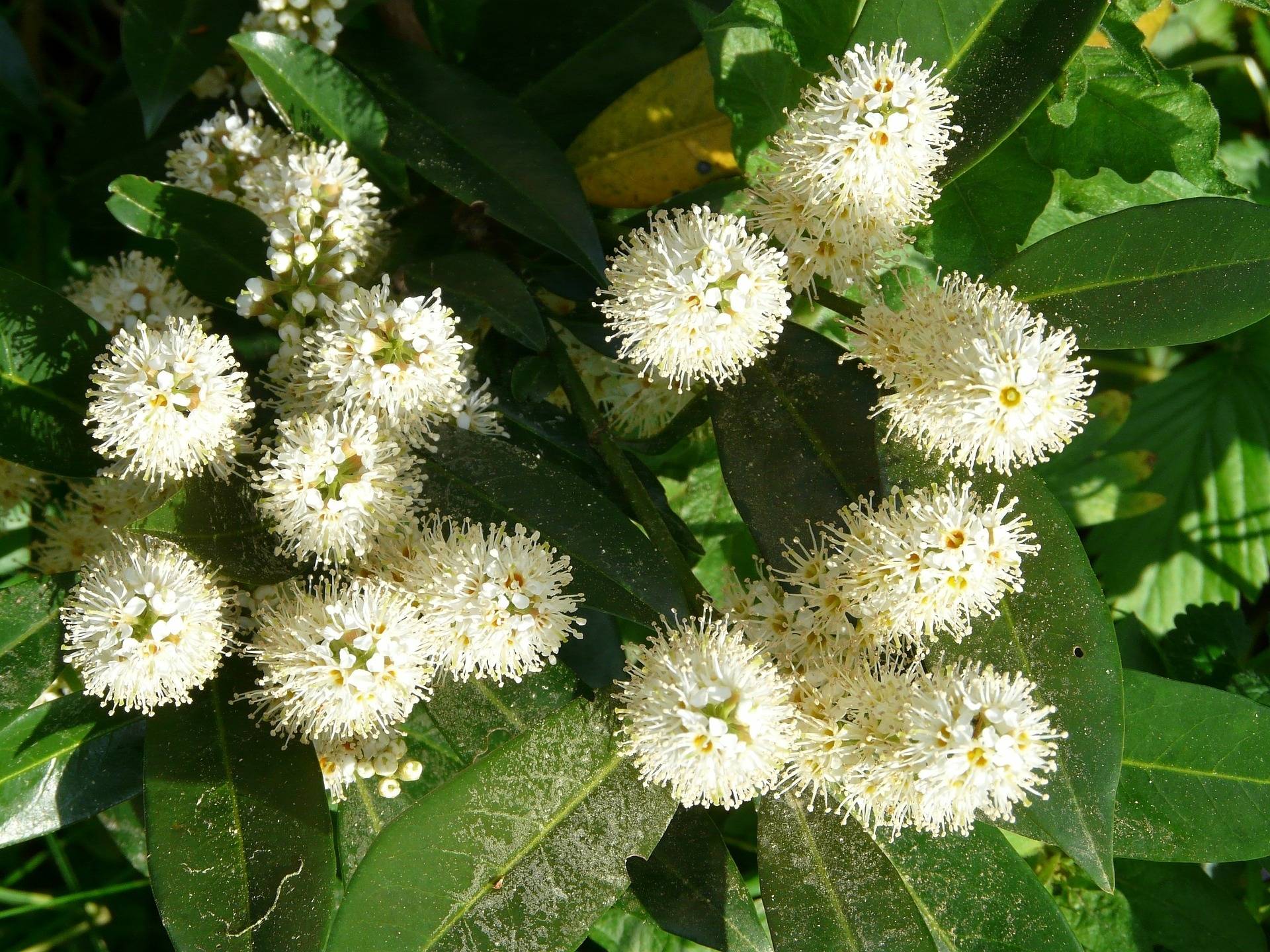 laurierboom-op-stam-prunus-laurocerasus-otto-luyken-bestellen-bezorgen