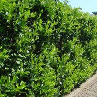 laurierhaag-prunus-laurocerasus-rotundifolia-bestellen-bezorgen