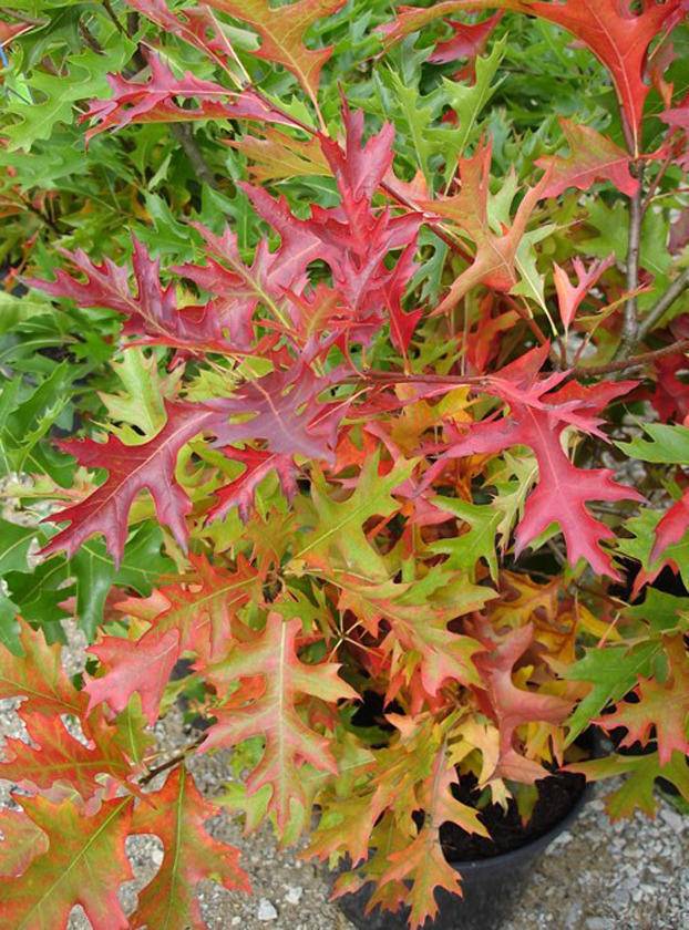 lei-eik-quercus-palustris-leiboom-bestellen-bezorgen