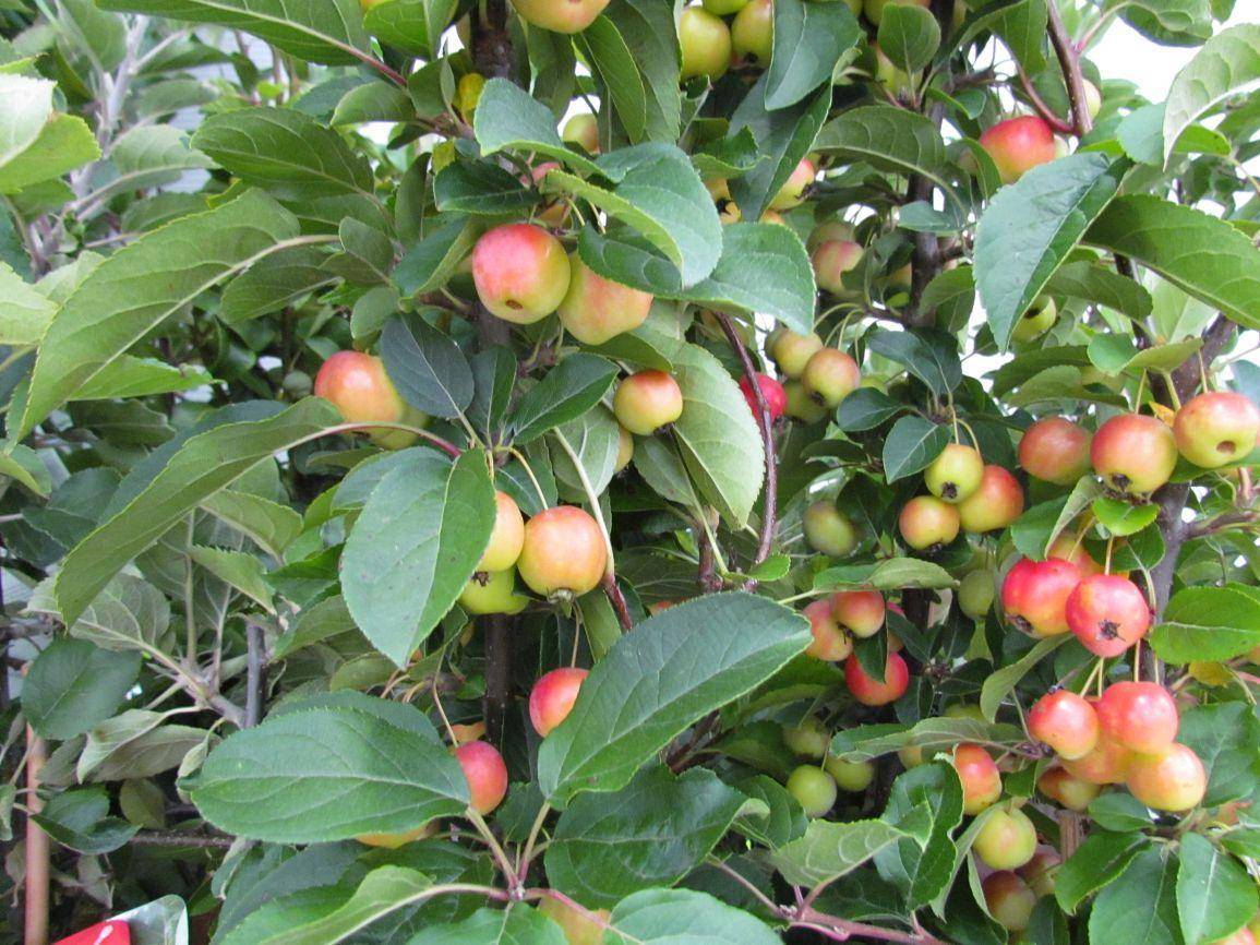 lei-sierappel-malus-evereste-leiboom-bestellen-bezorgen