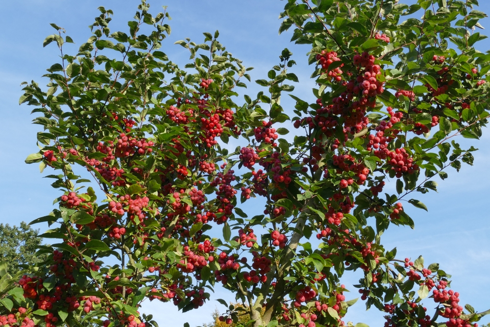 lei-sierappel-malus-red-sentinel-bestellen-bezorgen