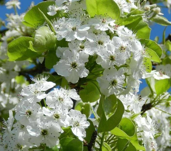 lei-sierpeer-pyrus-calleryana-chanticleer-leiboom-bestellen-bezorgen