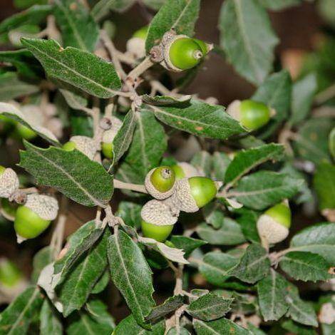 lei-steeneik-quercus-ilex-leiboom-bestellen-bezorgen