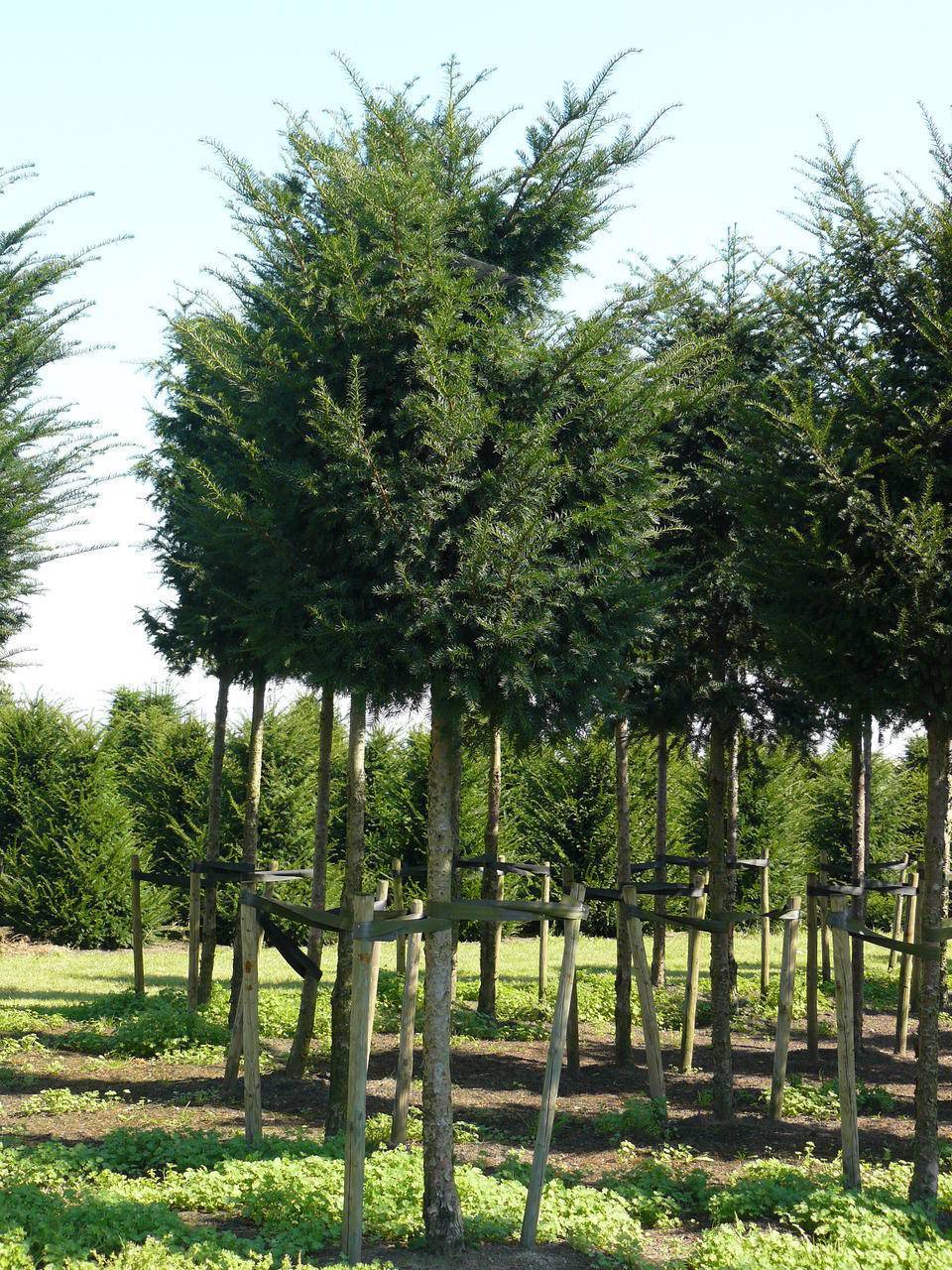 lei-taxus-taxus-baccata-leiboom-bestellen-bezorgen