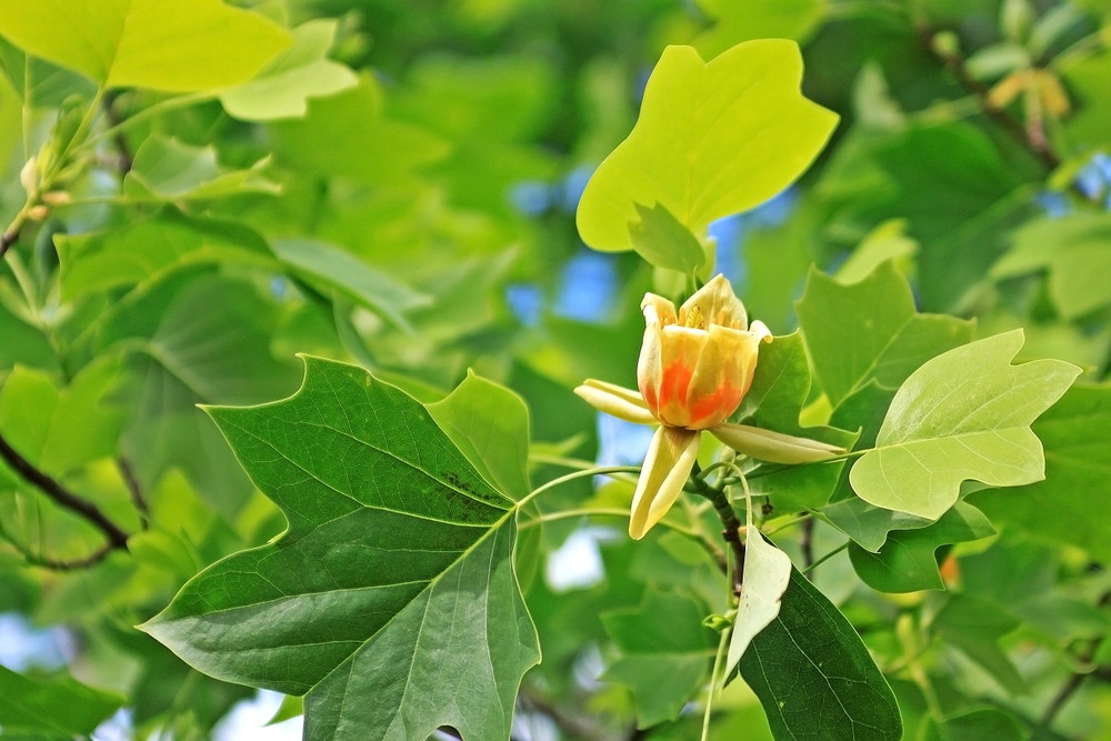 lei-tulpenboom-liriodendron-tulpifera-leiboom-bestellen-bezorgen