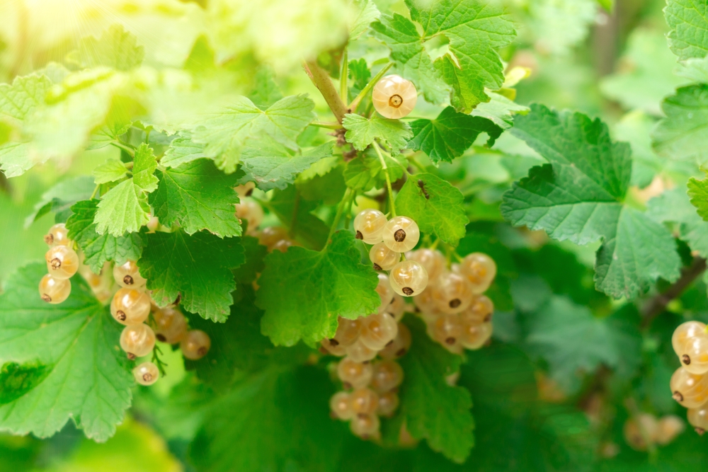 lei-witte-bes-ribes-rubrum-bestellen-bezorgen