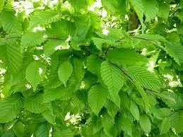 leibeuk-carpinus-betulus-fastigiata-leiboom-bestellen-bezorgen