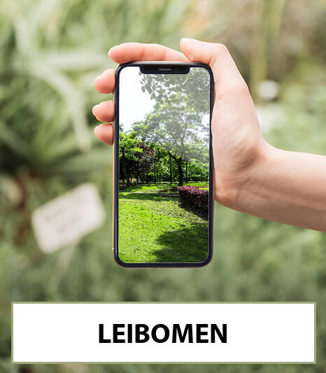 leibomen-bestellen-bezorgen