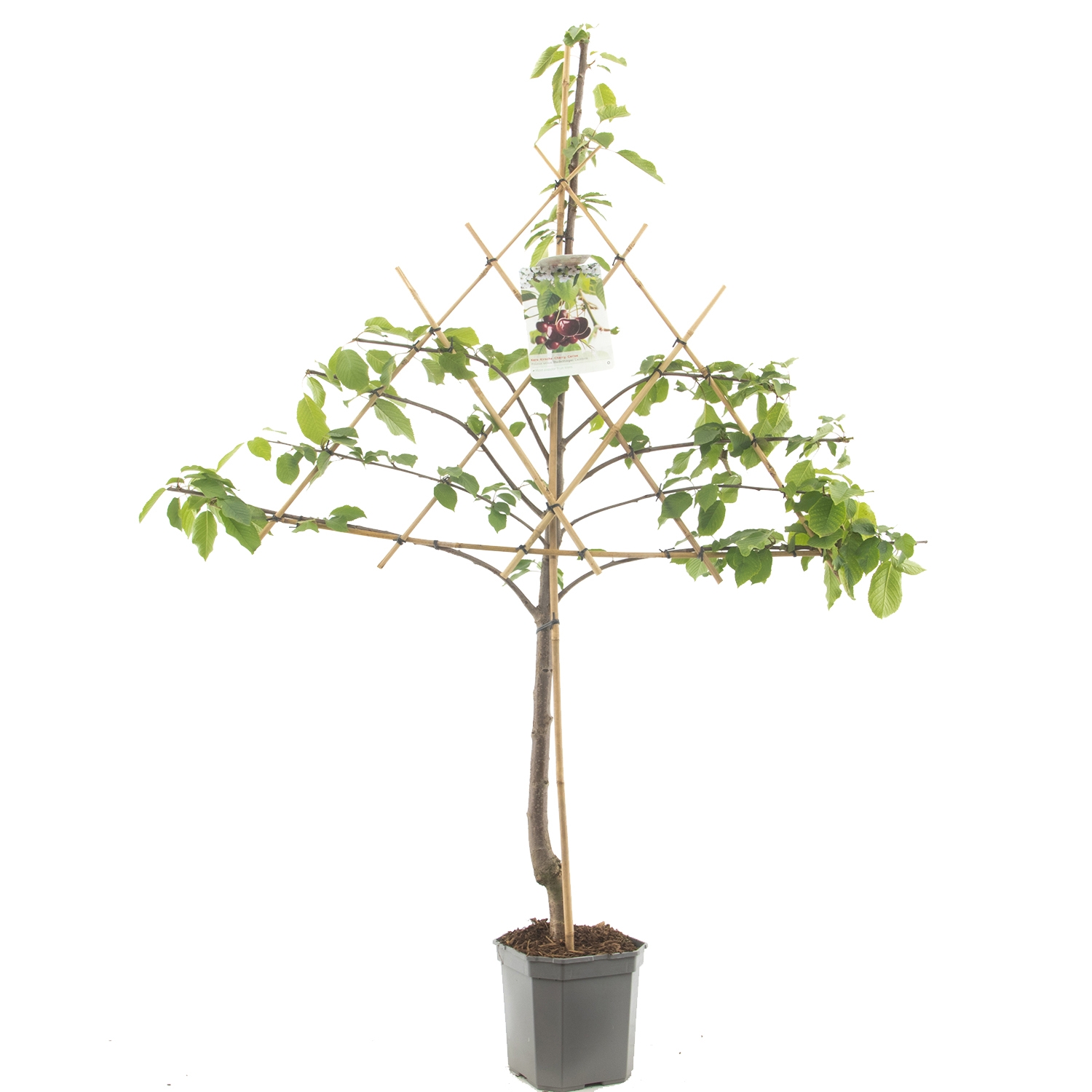 leikersenboom-prunus-avium-hedelfinger-bestellen-bezorgen