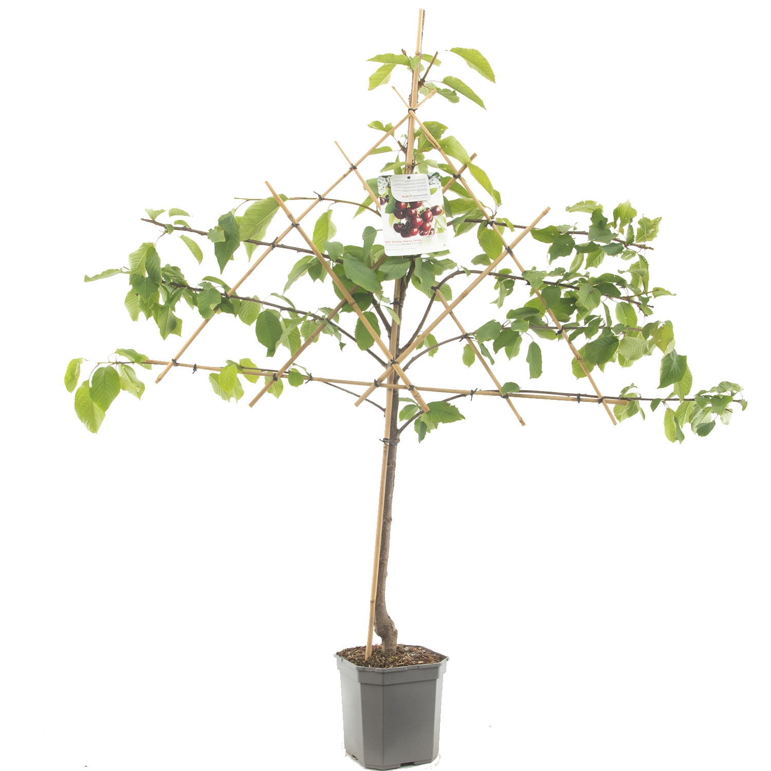 leikersenboom-prunus-avium-kordia-bestellen-bezorgen