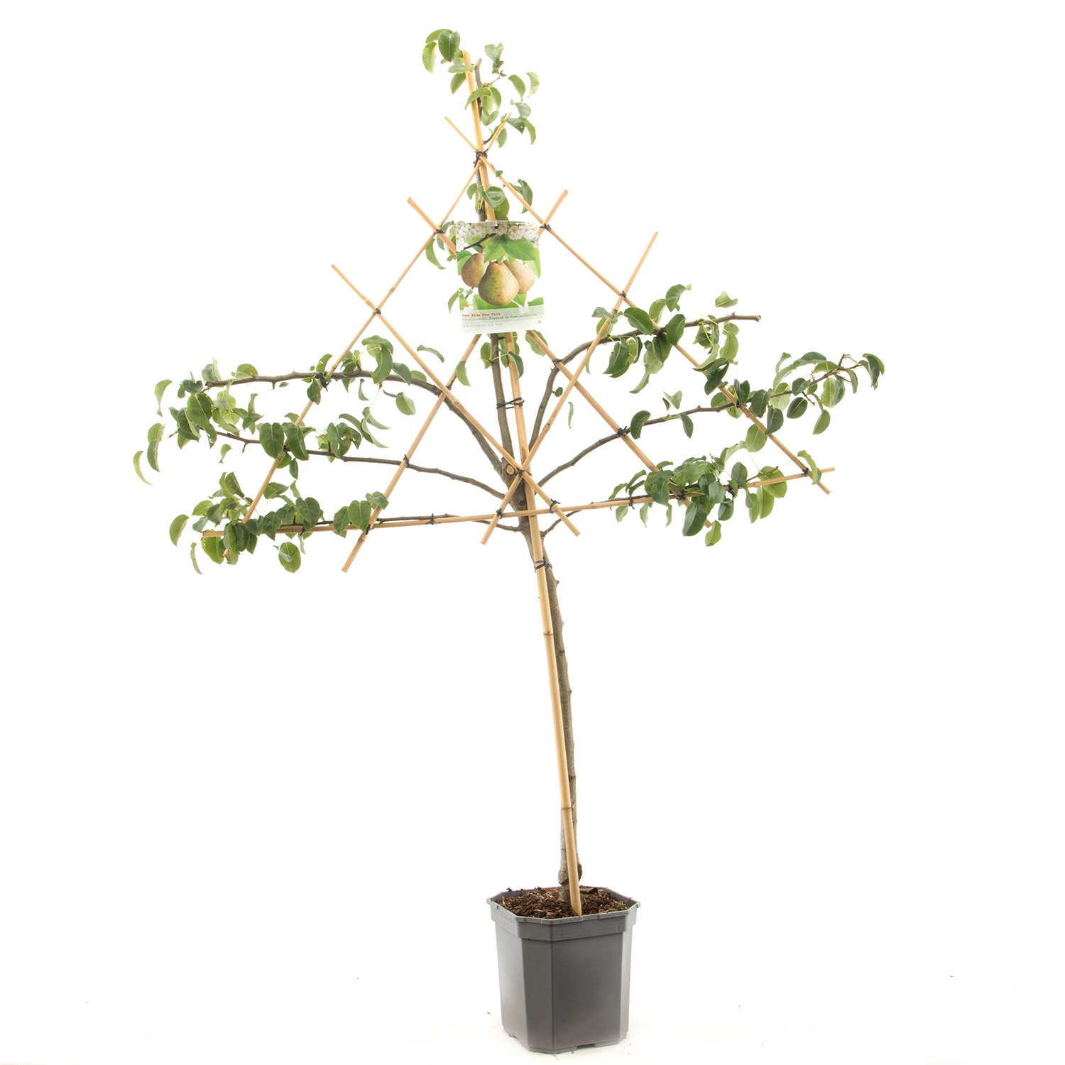 leipeerboom-pyrus-communis-doyenne-du-comice-bestellen-bezorgen