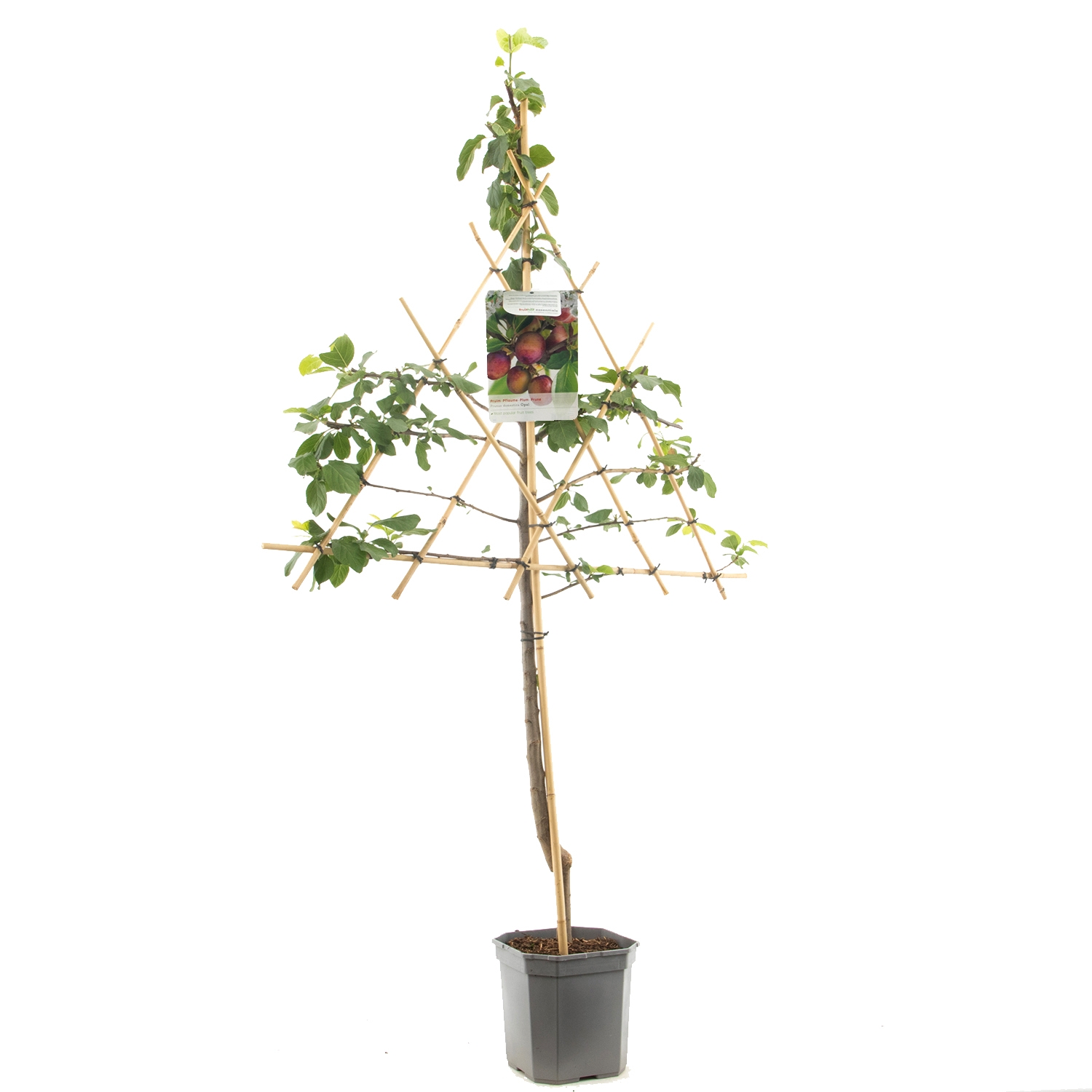 leipruimenboom-prunus-domestica-opal-bestellen-bezorgen