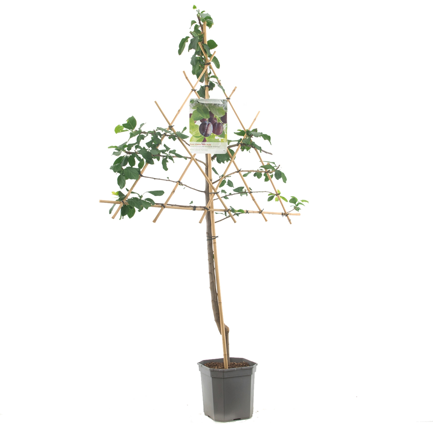 leipruimenboom-prunus-domestica-stanley-bestellen-bezorgen