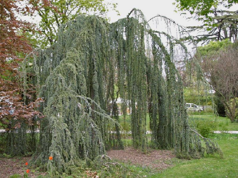 libanonceder-boomvorm-cedrus-libani-glauca-pendula-bestellen-bezorgen