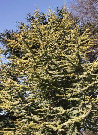 libanonceder-cedrus-libani-atlantica-aurea-bestellen-bezorgen