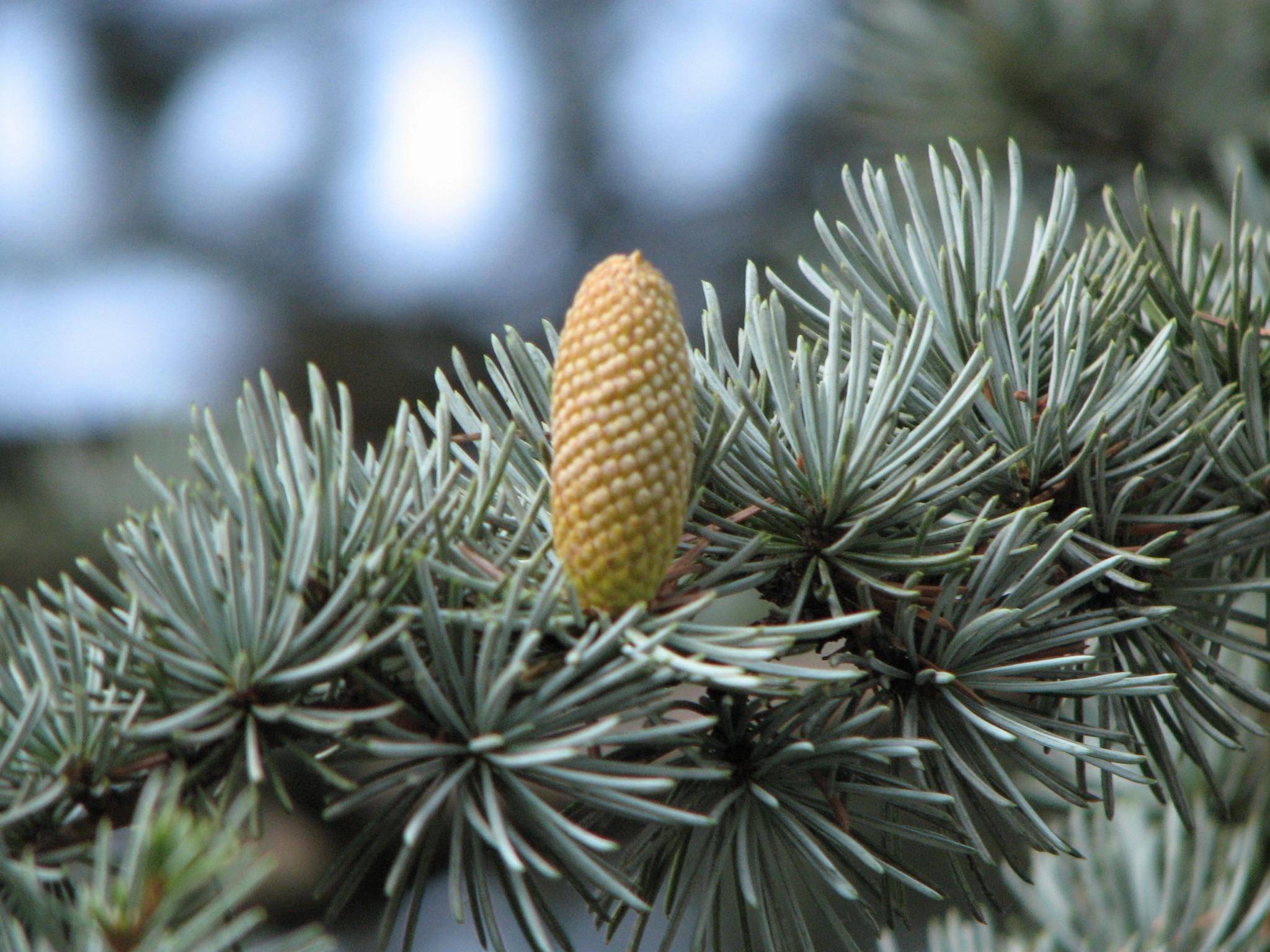 libanonceder-cedrus-libani-atlantica-pendula-bestellen-bezorgen