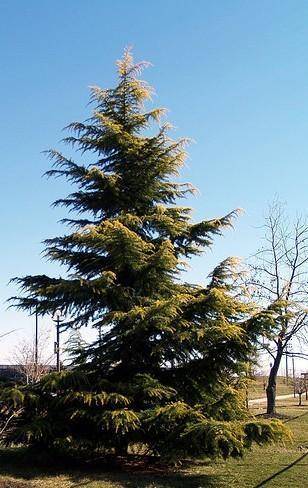 libanonceder-cedrus-libani-aurea-robusta-bestellen-bezorgen