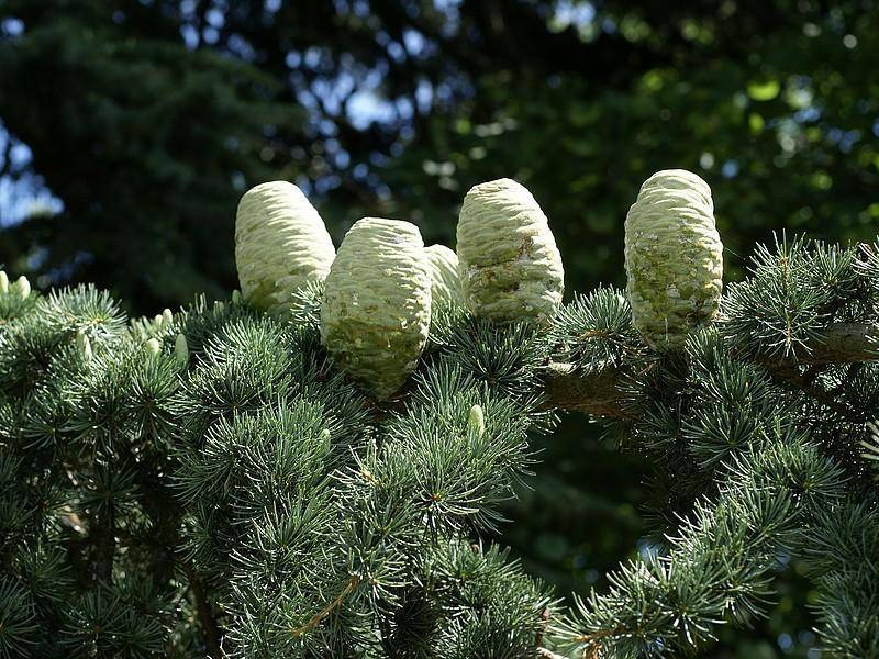 libanonceder-cedrus-libani-bestellen-bezorgen