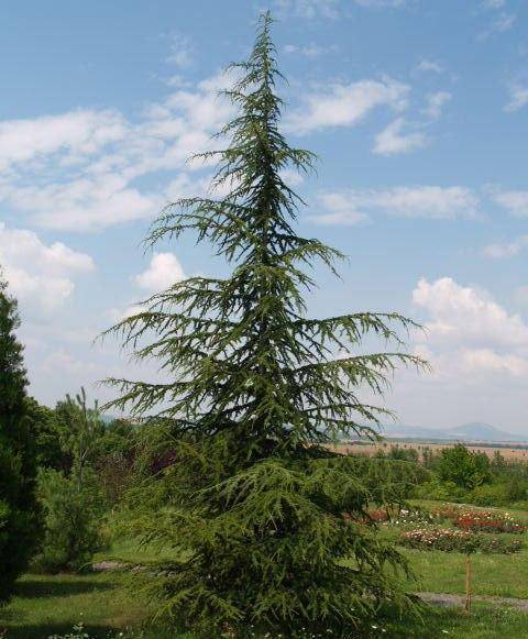 libanonceder-cedrus-libani-brevifolia-bestellen-bezorgen