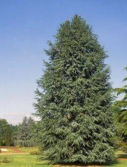 libanonceder-cedrus-libani-fastigiata-bestellen-bezorgen