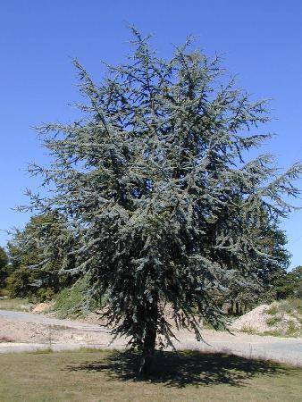 libanonceder-cedrus-libani-glauca-bestellen-bezorgen