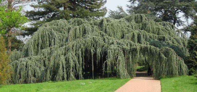 libanonceder-cedrus-libani-glauca-pendula-bestellen-bezorgen