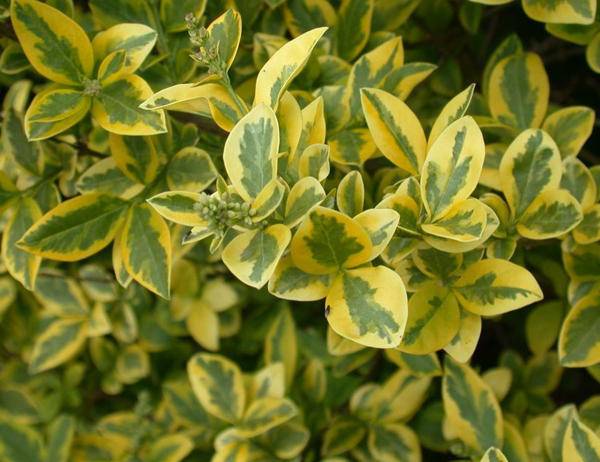 liguster-boomvorm-ligustrum-ovalifolium-aureum-bestellen-bezorgen