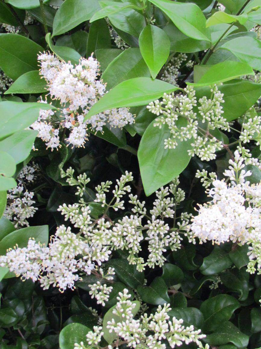 liguster-ligustrum-japonicum-texanum-bestellen-bezorgen