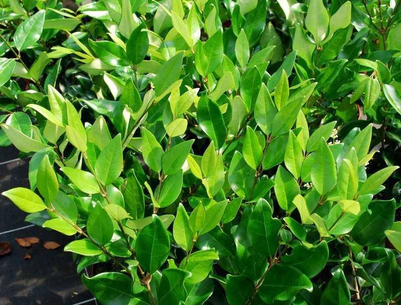 liguster-op-stam-ligustrum-delavayanum-bestellen-bezorgen